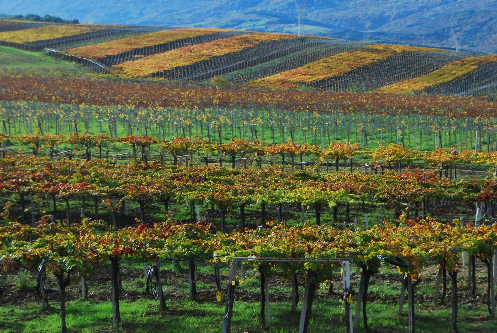 Filari di vite sulle colline, tra i colori verdi e dorati dell’autunno